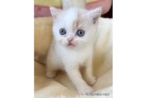 成約済の兵庫県のフォールデックス-100144の6枚目