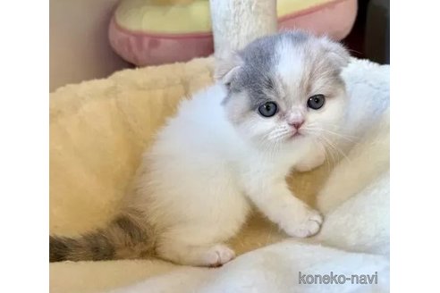 成約済の兵庫県のフォールデックス-100146の3枚目