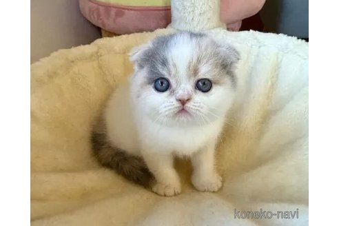 成約済の兵庫県のフォールデックス-100146の1枚目