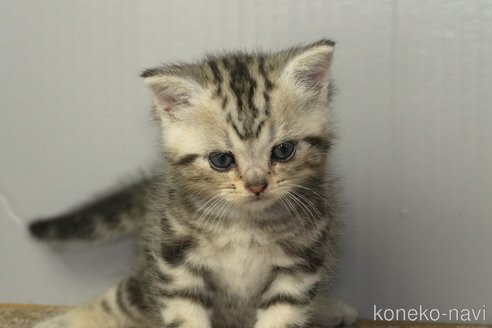 成約済の埼玉県のアメリカンショートヘア-99502の12枚目