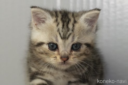成約済の埼玉県のアメリカンショートヘア-99502の7枚目