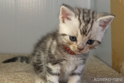 成約済の埼玉県のアメリカンショートヘア-99500の3枚目