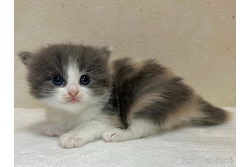 成約済の千葉県のラガマフィン-100163の2枚目