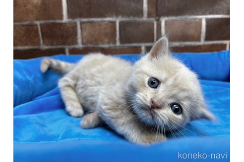 成約済の東京都のミヌエット-100174の3枚目