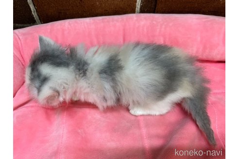 成約済の東京都のミヌエット(短足)-100175の3枚目