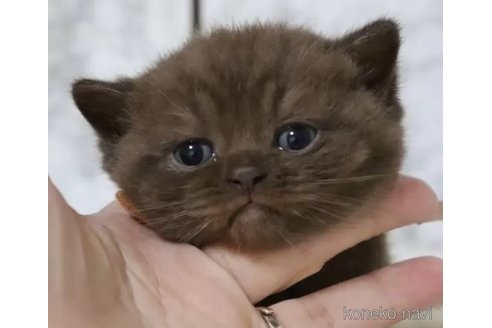 成約済の埼玉県のブリティッシュショートヘア-100196の4枚目