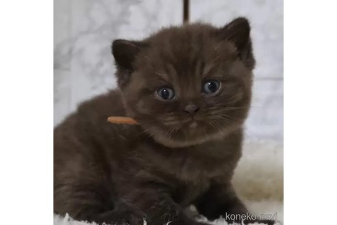 成約済の埼玉県のブリティッシュショートヘア-100196の1枚目