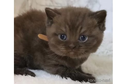 成約済の埼玉県のブリティッシュショートヘア-100196の2枚目