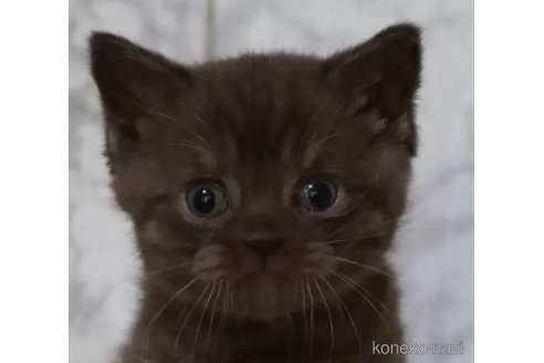 成約済の埼玉県のブリティッシュショートヘア-100197の1枚目