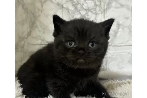 成約済の埼玉県のブリティッシュショートヘア-100199の2枚目