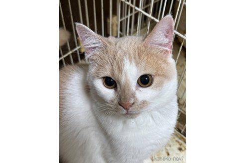 成約済の埼玉県のスコティッシュフォールド-78295の5枚目