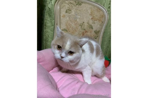 成約済の神奈川県のマンチカン-57478の9枚目