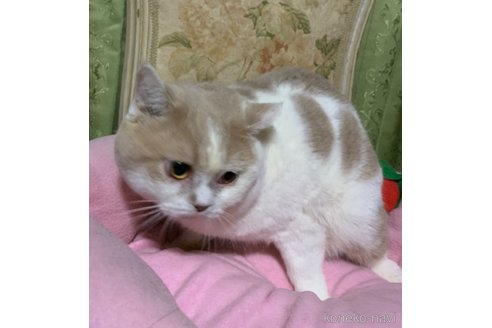 成約済の神奈川県のマンチカン-57478の8枚目