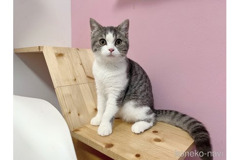 成約済の福岡県のスコティッシュフォールド-100211の10枚目