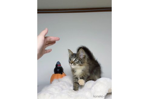 成約済の京都府のメインクーン-100216の4枚目