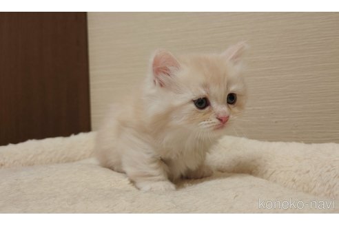 成約済の埼玉県のミヌエット(短足)-98899の2枚目