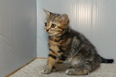 成約済の埼玉県のアメリカンショートヘア-95190の4枚目