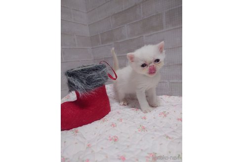 成約済の熊本県のエキゾチックショートヘア-100236の6枚目