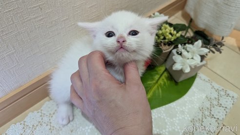 成約済の広島県のその他の猫種-97411の125枚目