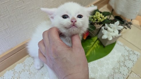 成約済の広島県のその他の猫種-97411の126枚目
