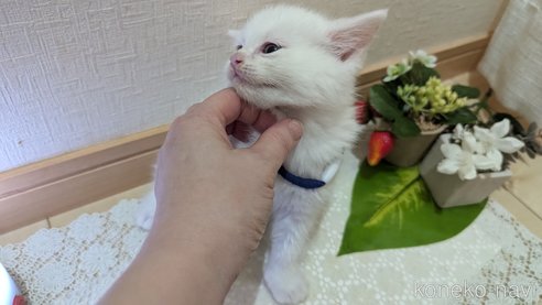 成約済の広島県のその他の猫種-97411の123枚目