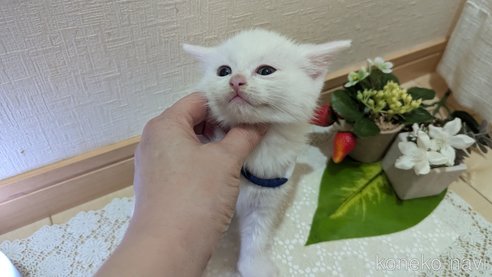 成約済の広島県のその他の猫種-97411の124枚目