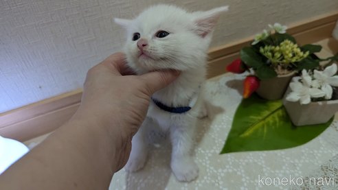 成約済の広島県のその他の猫種-97411の120枚目