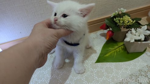 成約済の広島県のその他の猫種-97411の121枚目