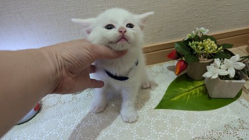 成約済の広島県のその他の猫種-97411の122枚目