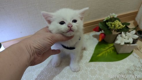 成約済の広島県のその他の猫種-97411の118枚目