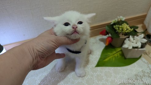 成約済の広島県のその他の猫種-97411の119枚目