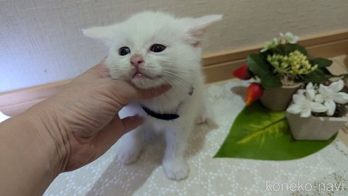 成約済の広島県のその他の猫種-97411の117枚目