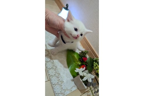 成約済の広島県のその他の猫種-97411の116枚目