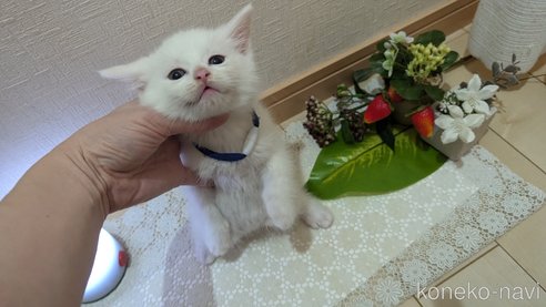 成約済の広島県のその他の猫種-97411の115枚目