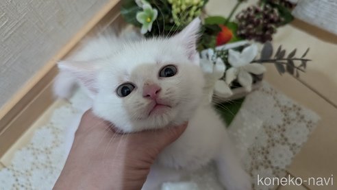 成約済の広島県のその他の猫種-97410の61枚目