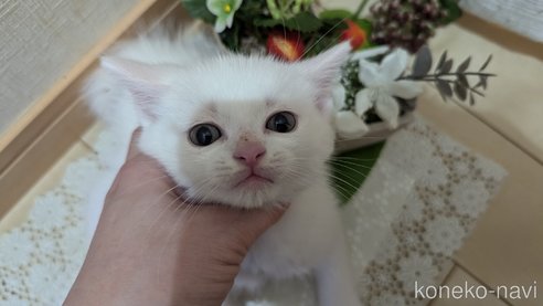 成約済の広島県のその他の猫種-97410の60枚目