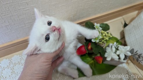 成約済の広島県のその他の猫種-97410の57枚目