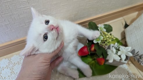 成約済の広島県のその他の猫種-97410の58枚目