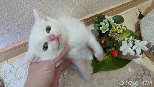 成約済の広島県のその他の猫種-97410の55枚目