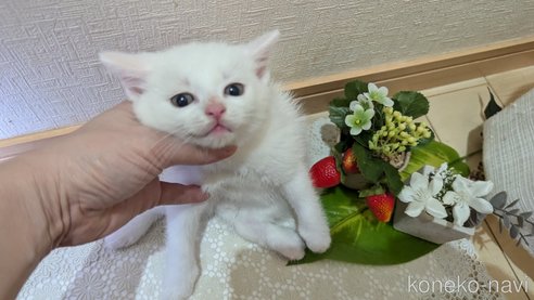 成約済の広島県のその他の猫種-97410の56枚目