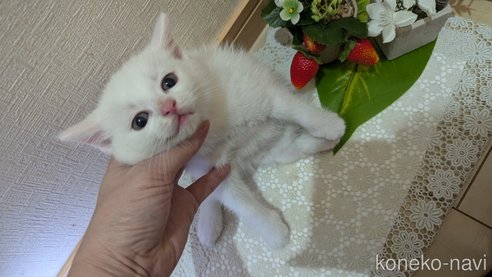 成約済の広島県のその他の猫種-97410の54枚目