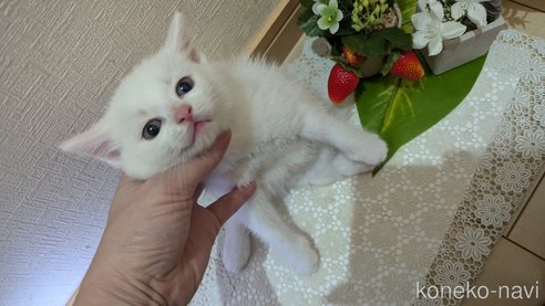 成約済の広島県のその他の猫種-97410の53枚目
