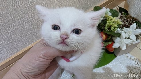 成約済の広島県のその他の猫種-97409の69枚目
