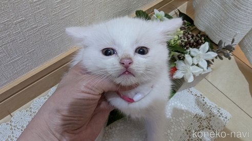 成約済の広島県のその他の猫種-97409の70枚目