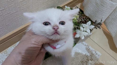 成約済の広島県のその他の猫種-97409の66枚目
