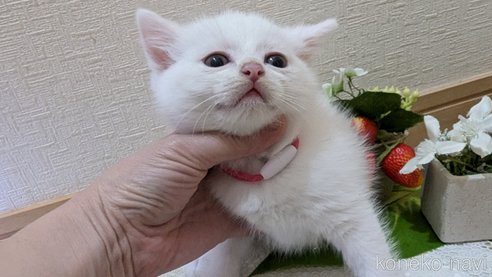 成約済の広島県のその他の猫種-97409の68枚目