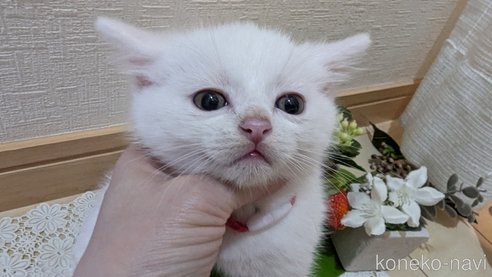 成約済の広島県のその他の猫種-97409の64枚目
