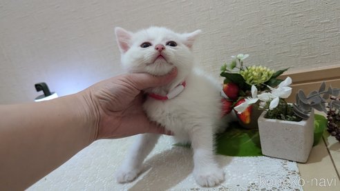 成約済の広島県のその他の猫種-97409の65枚目