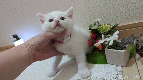 成約済の広島県のその他の猫種-97409の63枚目