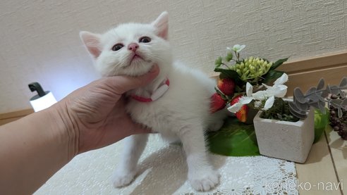成約済の広島県のその他の猫種-97409の61枚目
